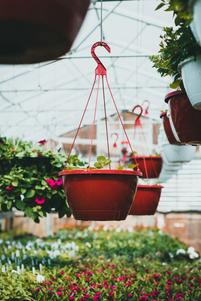 A vibrant greenhouse scene with colorful hanging pots and lush greenery, creating a serene gardening atmosphere.