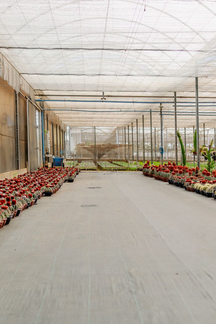 services-img Expansive greenhouse with rows of potted plants lining a broad footpath under diffused light.