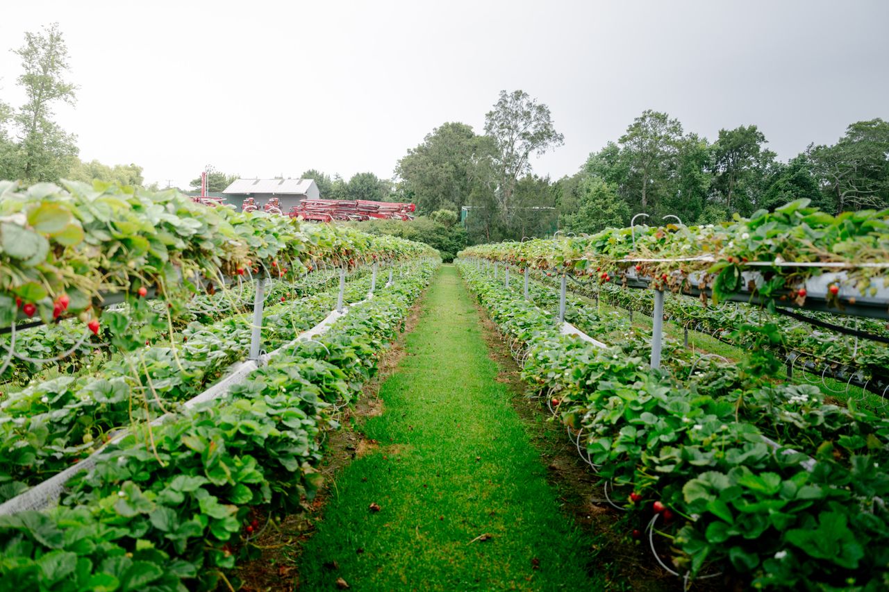 services-01 Rows of flourishing strawberry plants in a vibrant green field on a summer day.