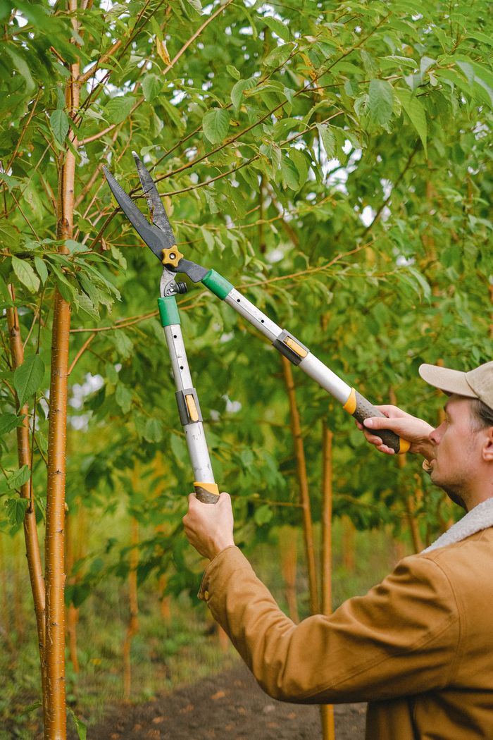 Side view of crop male farmer cutting thin twigs of tree during work in garden